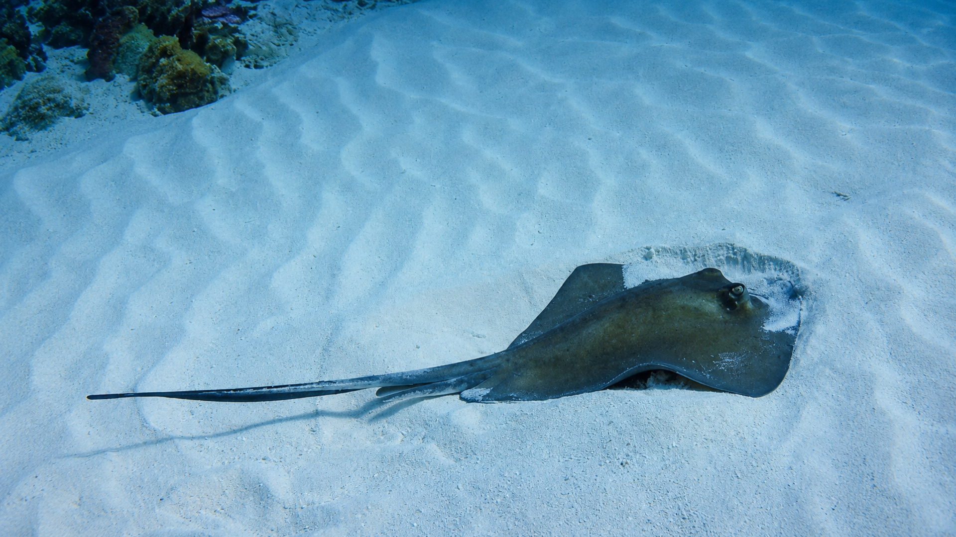 A stingray lying on pale rippled sand