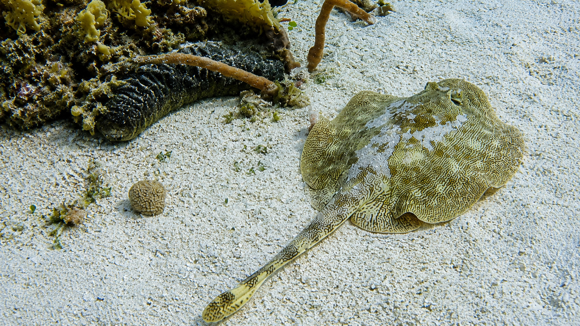 A patterned ray on sand beside reef life