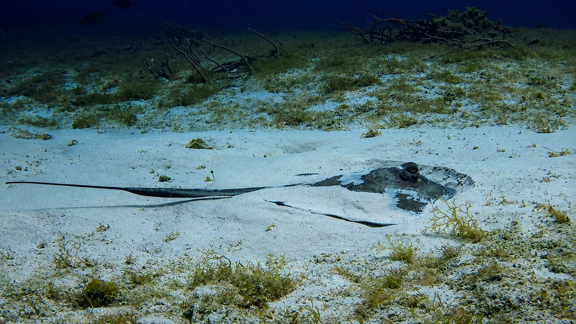Cozumel stingray encounter