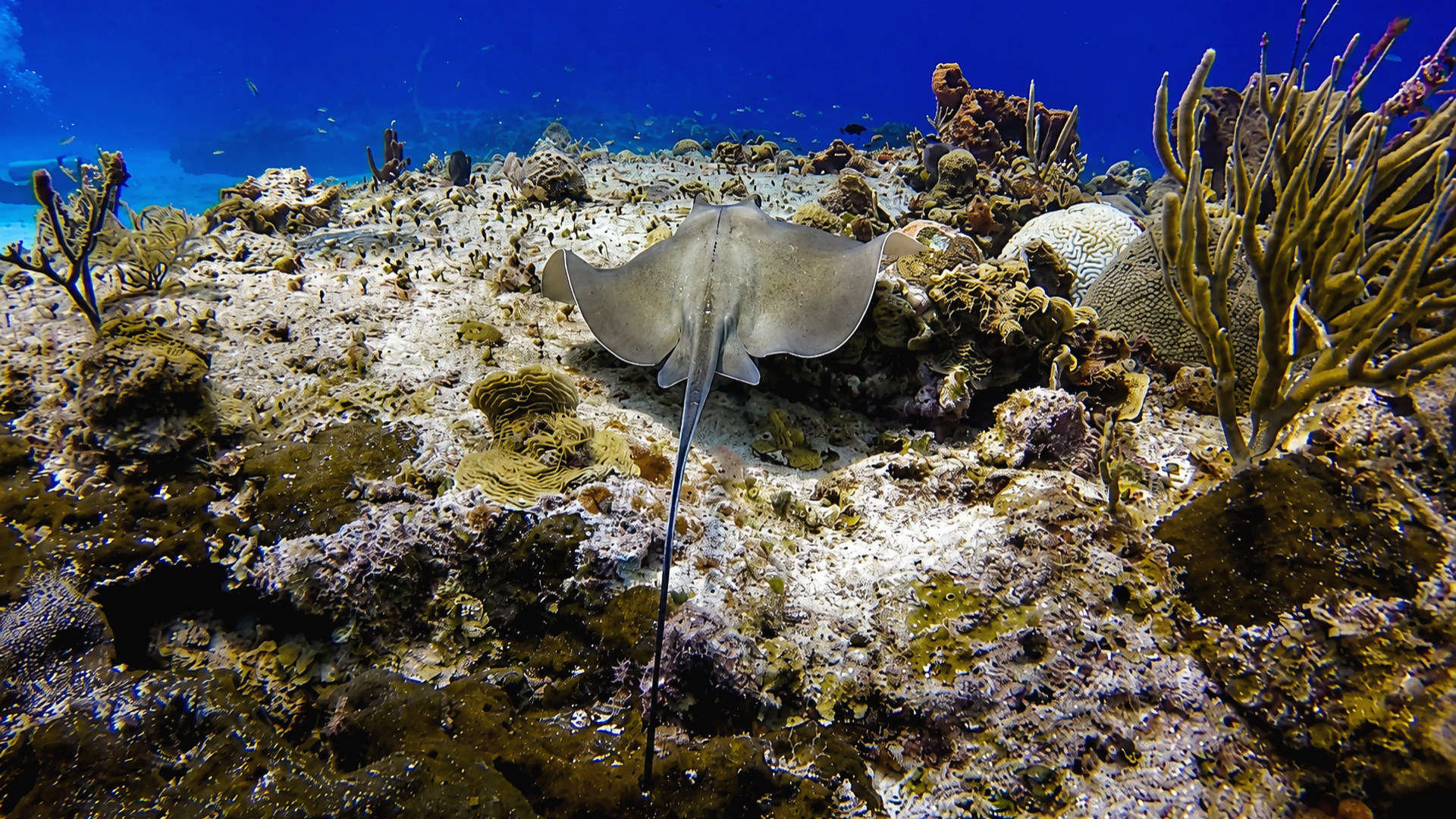 Cozumel stingray encounter