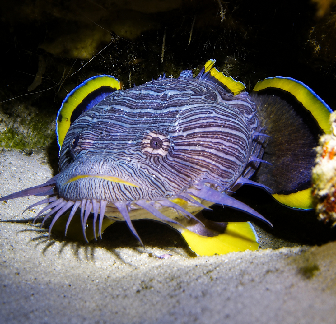 Splendid Toadfish
