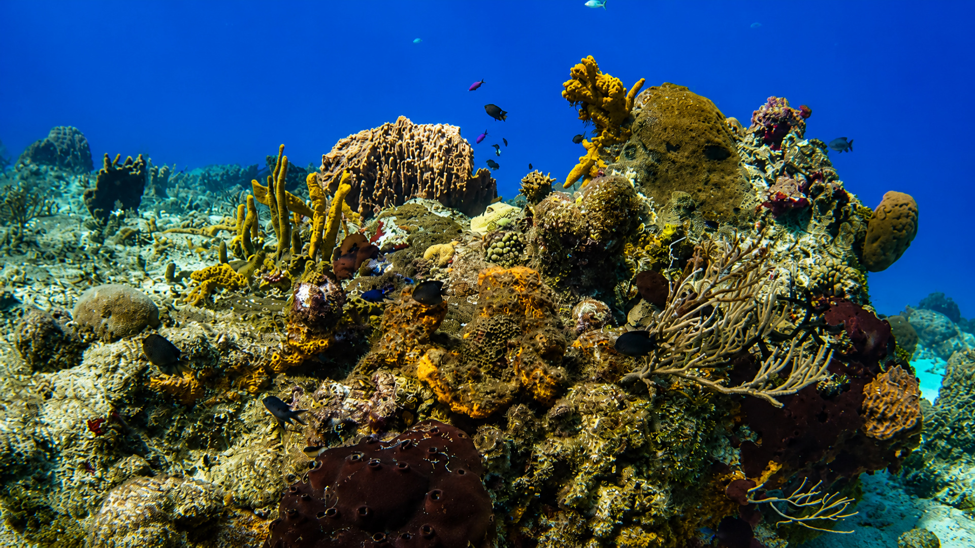 Tormentos Reef in Cozumel
