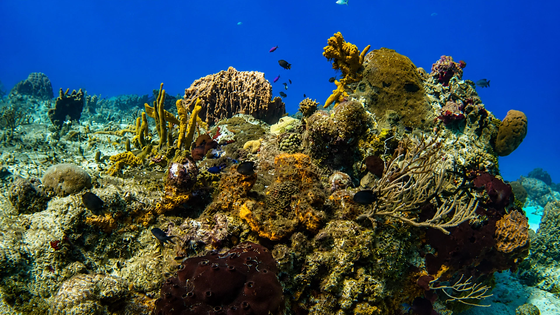 Tormentos Reef in Cozumel