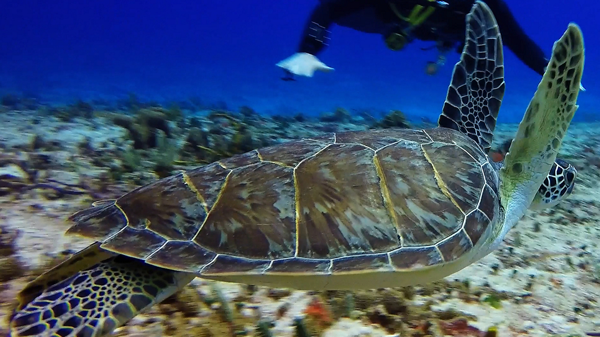 Green Sea Turtle swimming above the reef in Cozumel