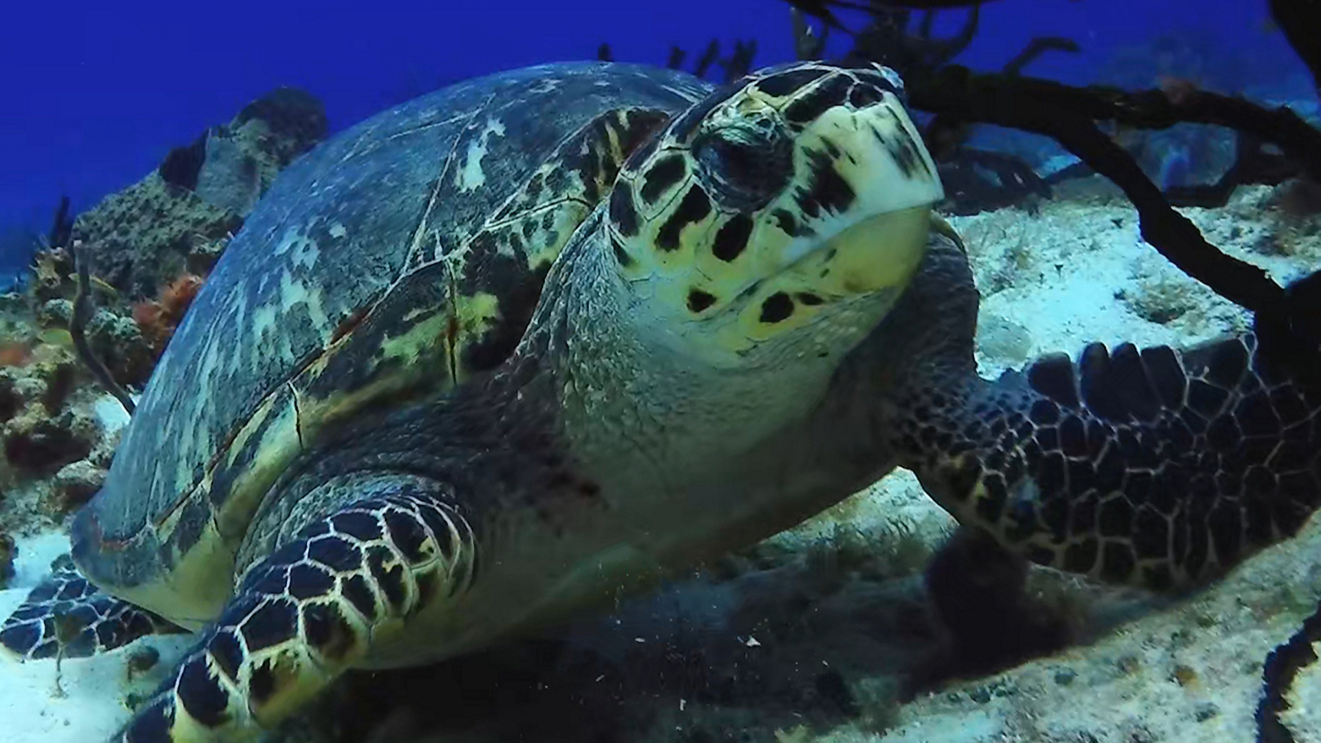 Hawksbill Sea Turtle close-up showing its distinctive beak