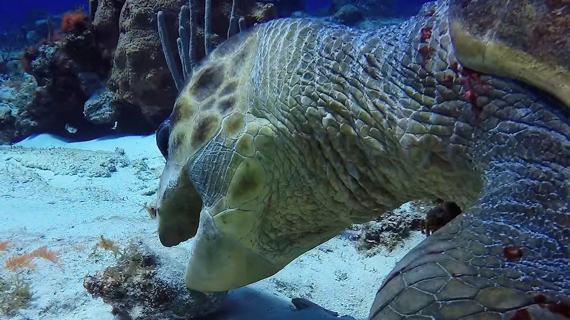 Loggerhead Turtle close-up showing its larger head and powerful jaw