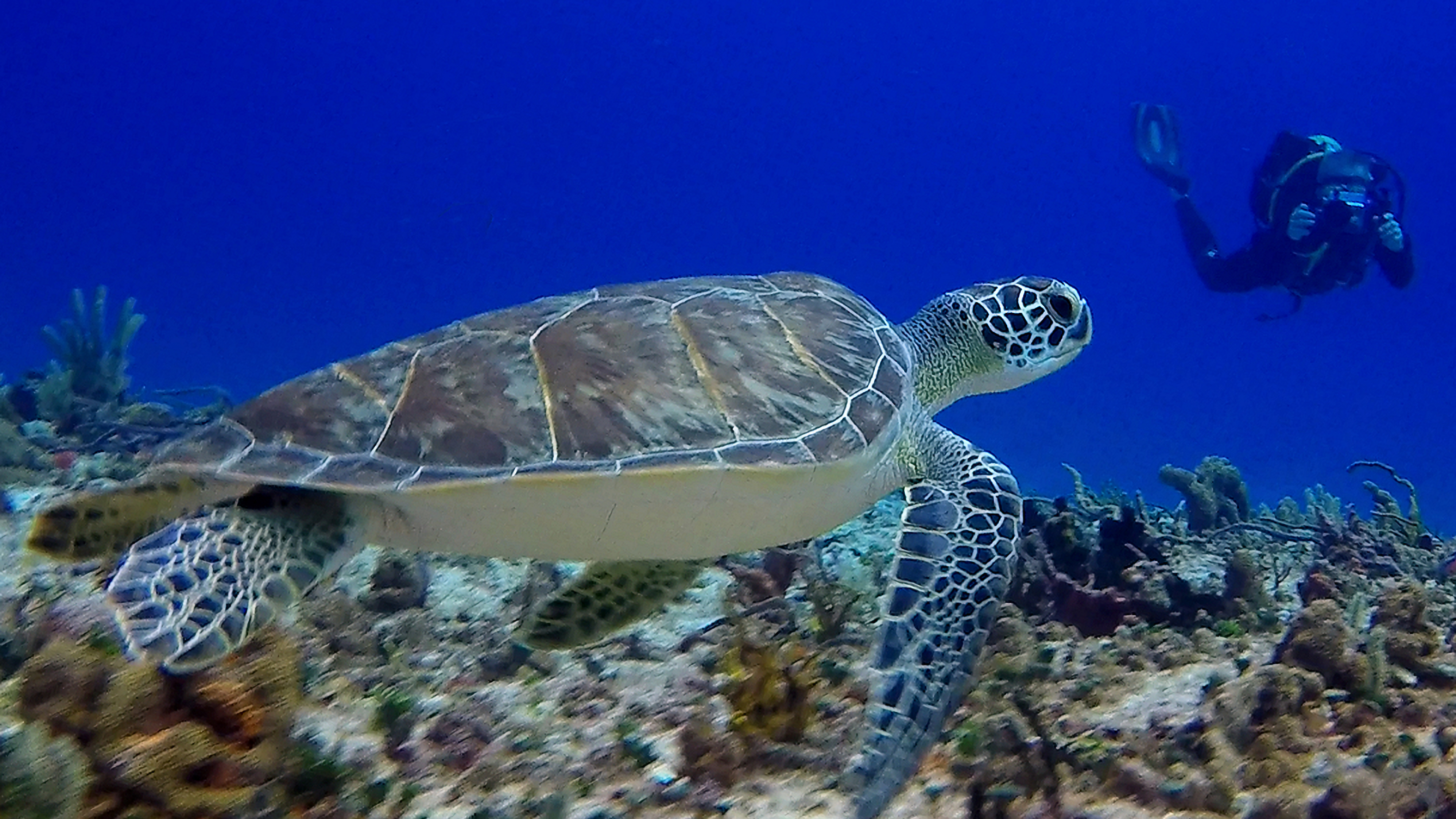 Green sea turtle swimming above a Cozumel reef with a diver in the distance