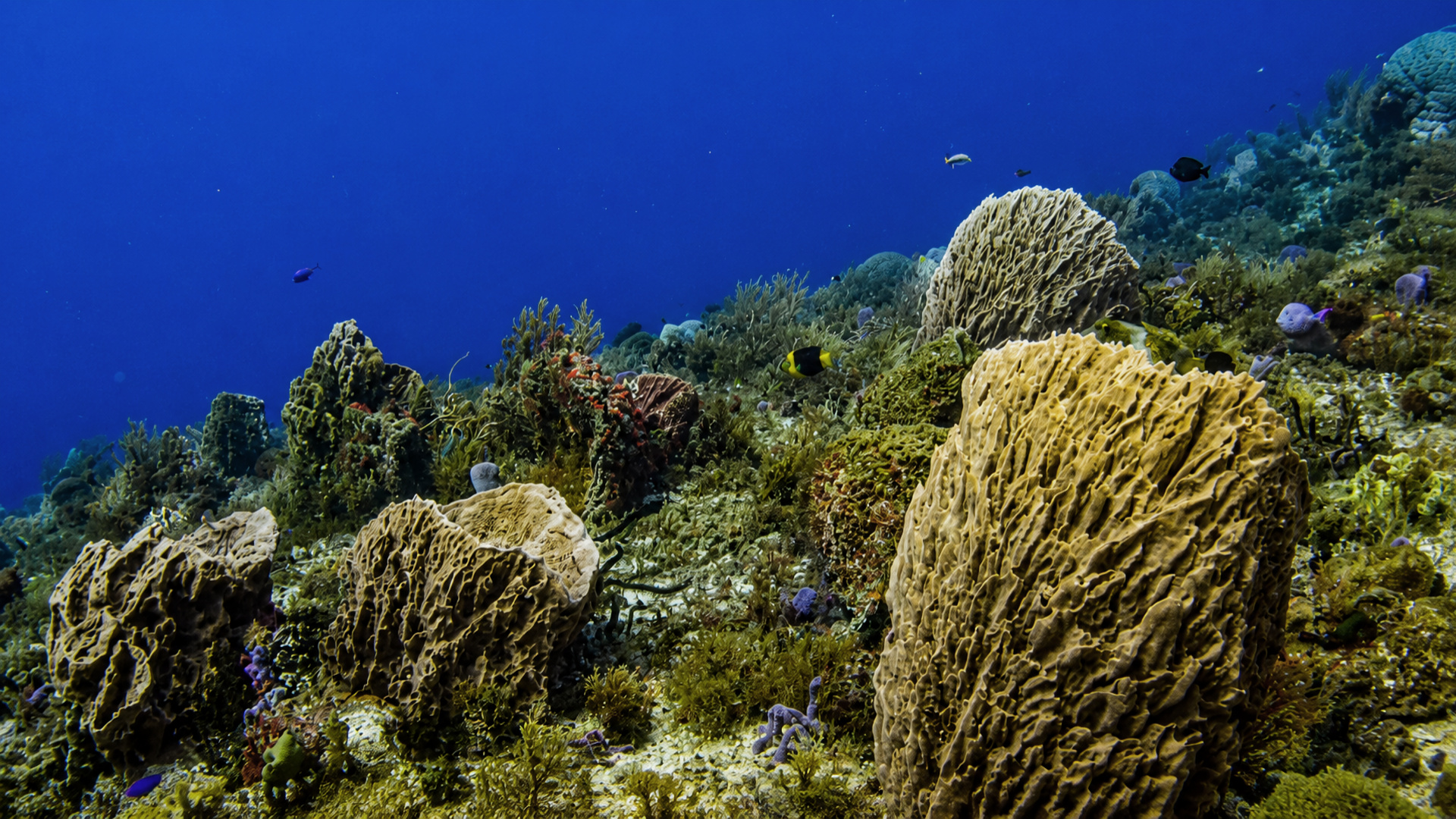 Villa Blanca Wall reef in Cozumel